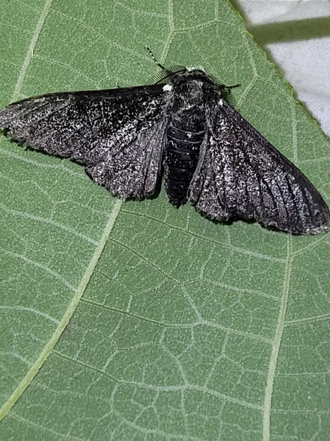 Biston betularia - szürkepettyes araszoló