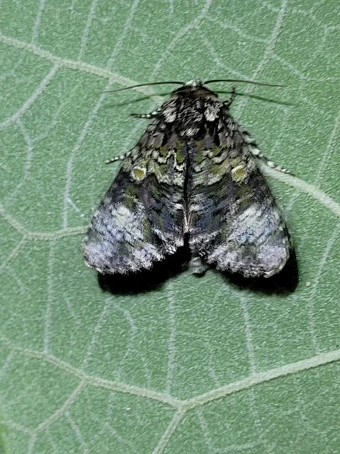 Craniophora ligustri - fagyalbagoly