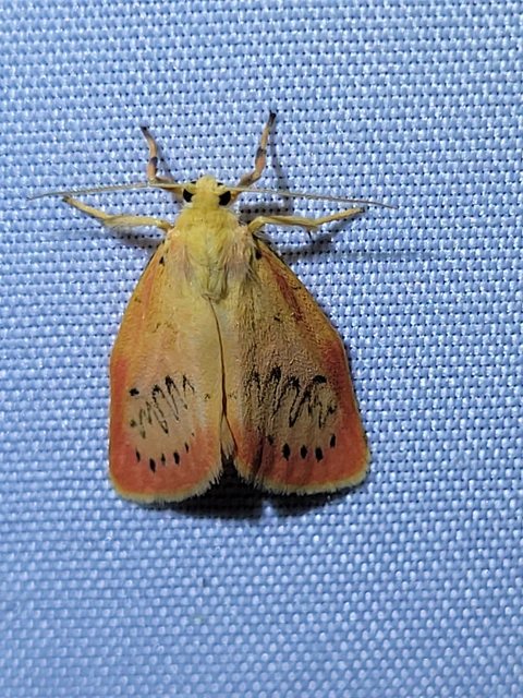 piros medvelepke - Miltochrista miniata