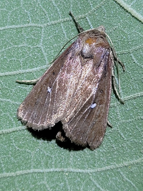 ikerfoltos nádibagoly - Lenisa geminipuncta