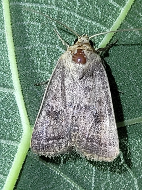 tömeges selymesbagoly - Hoplodrina ambigua