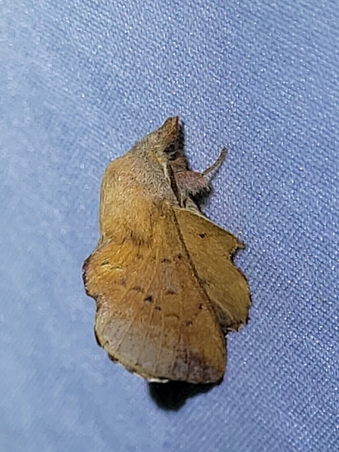 nyárlevélpohók - Phyllodesma tremulifolia