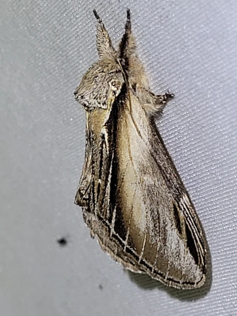 nyárfa-púposszövő - Pheosia tremula