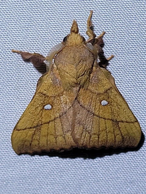 szilvafapohók - Odonestis pruni