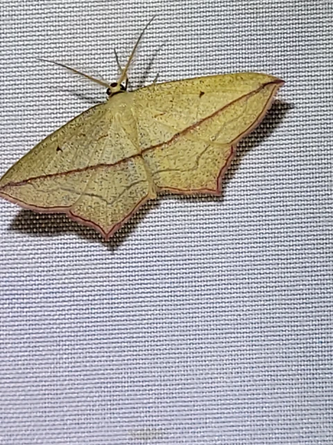 piroscsíkos csipkésaraszoló - Timandra comae