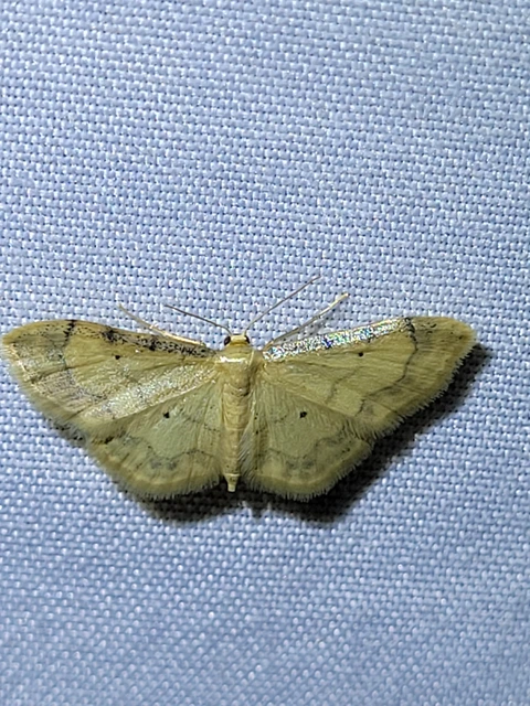 Idaea politaria - vonalas apróaraszoló