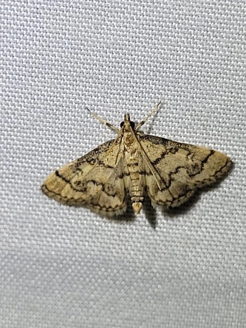 Metasia ophialis - kígyósávos tűzmoly