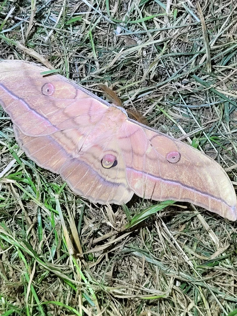 tölgyfa-pávaszem - Antherea yamamai