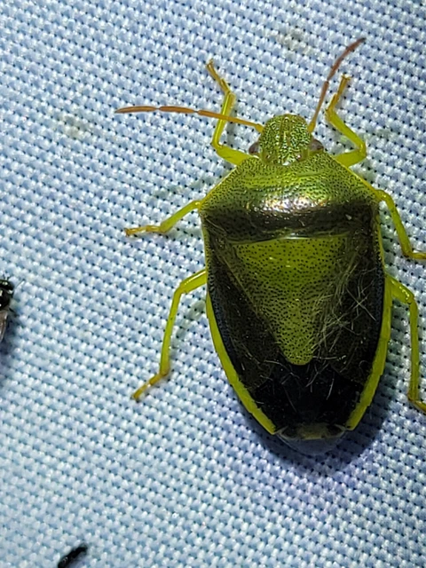 Piezodorus lituratus - bíboros címerespoloska Piezodorus lituratus - bíboros címerespoloska