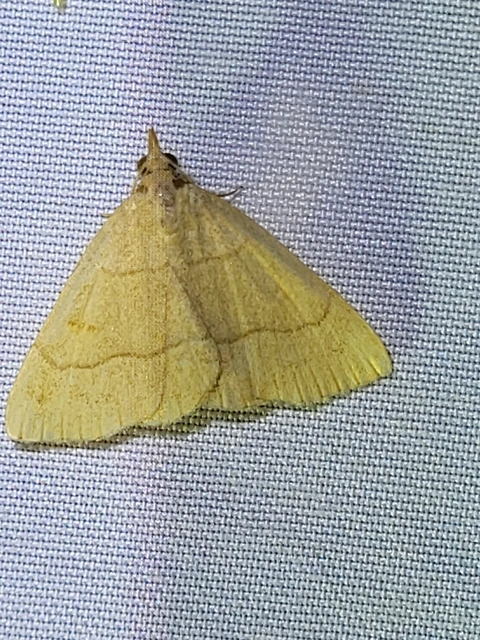 Paracolax tristalis - sárgás karcsúbagoly