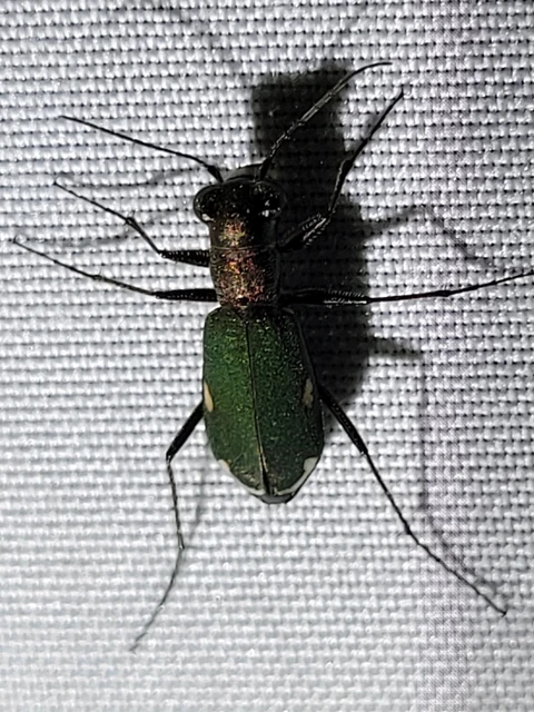 Cylindera germanica - parlagi homokfutrinka