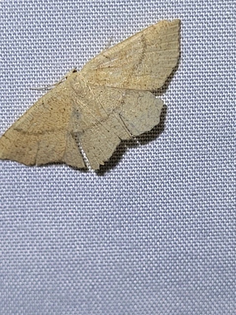 Cyclophora ruficiliaria - vörösrojtú pettyesaraszoló