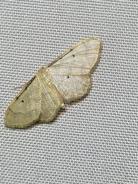 vonalas apróaraszoló - Idaea politaria