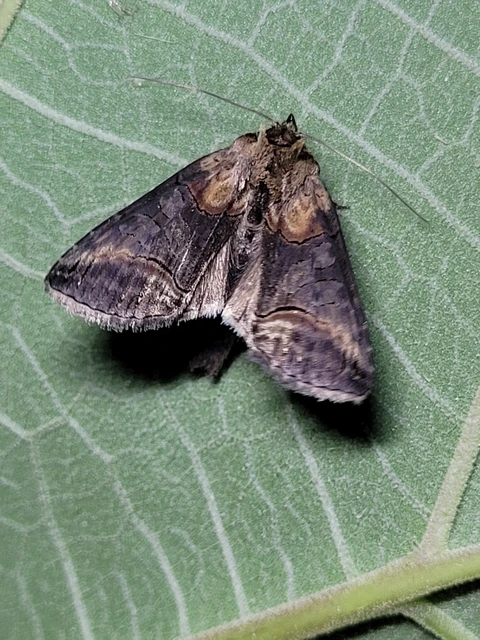 közönséges csalánbagoly - Abrostola triplasia