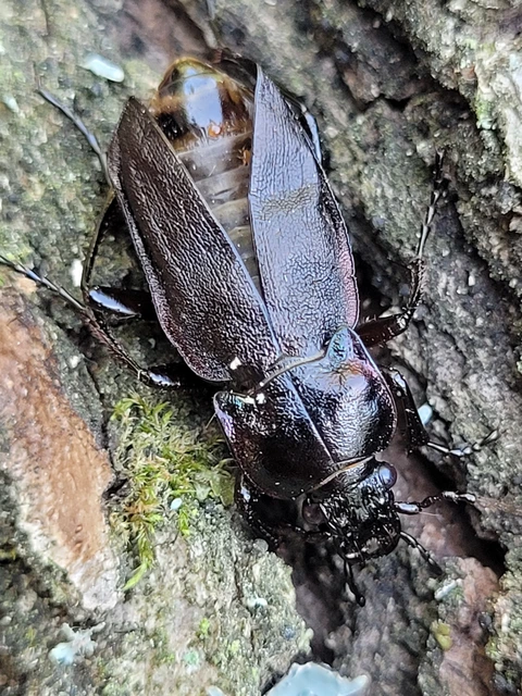Carabus nemoralis - ligeti futrinka