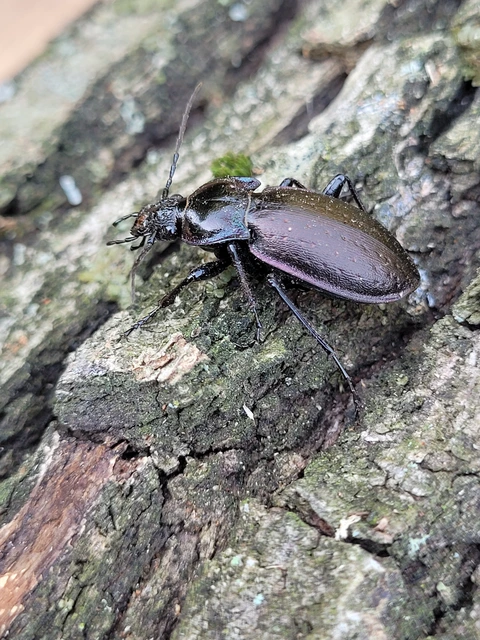 Carabus nemoralis - ligeti futrinka