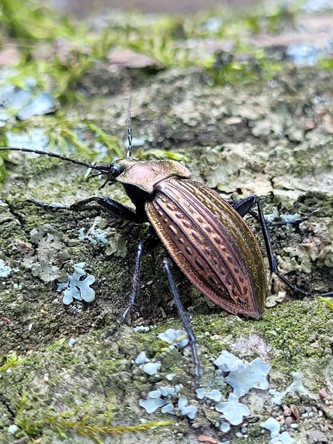 Carabus cancellatus - ragyás futrinka