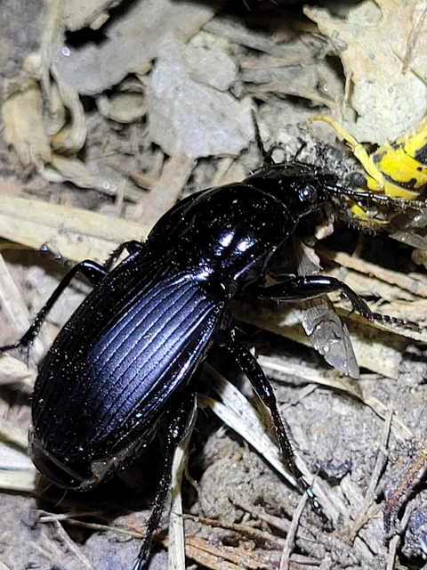 Abax parallelepipedus - félbordás szélesfutó