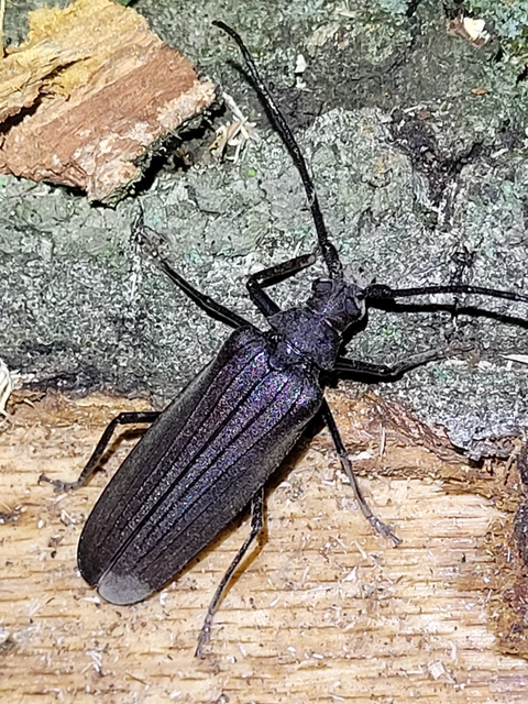 Aegosoma scabricorne - diófacincér