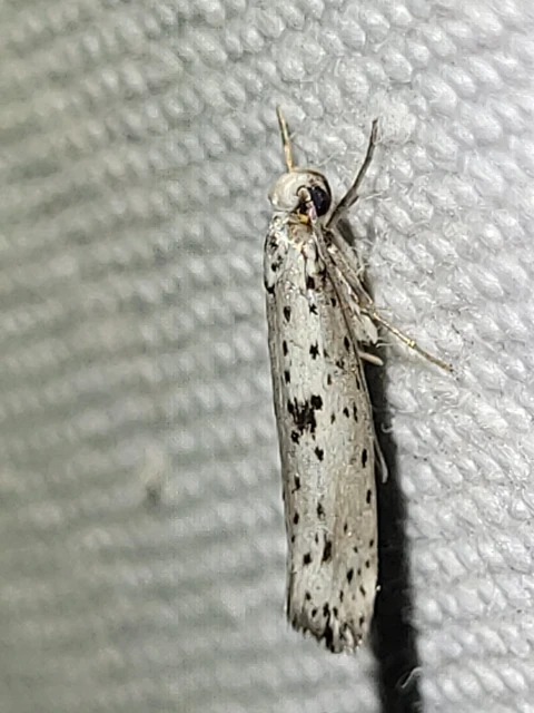 Yponomeuta plumbella - pókhálós bengemoly