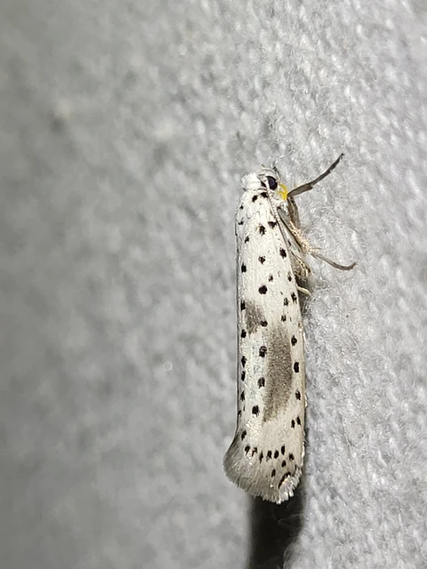 Yponomeuta irrorella - pókhálós kökénymoly