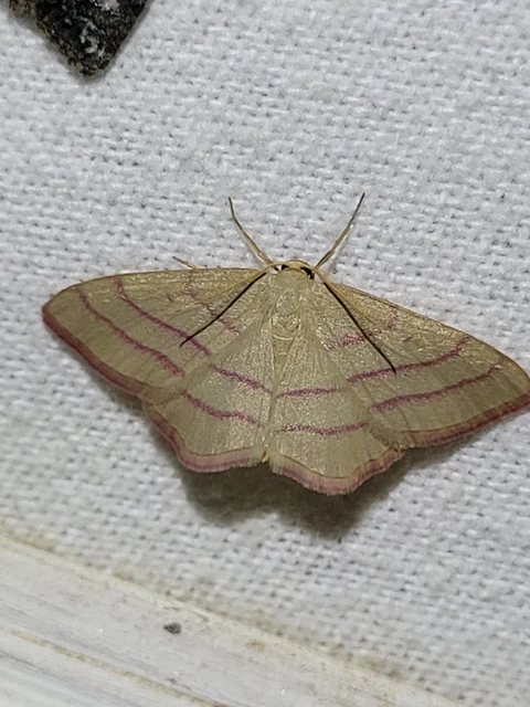 Rhodostrophia vibicaria - pirosszélű araszoló