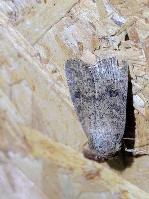 Hoplodrina octogenaria - barna selymesbagoly