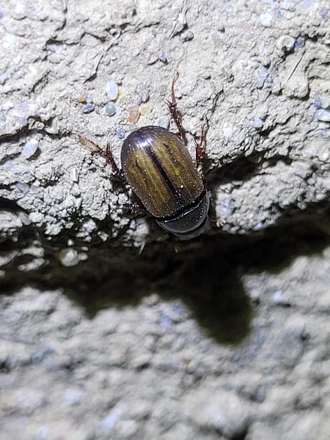 Aphodius lugens - borostyánsárga trágyabogár