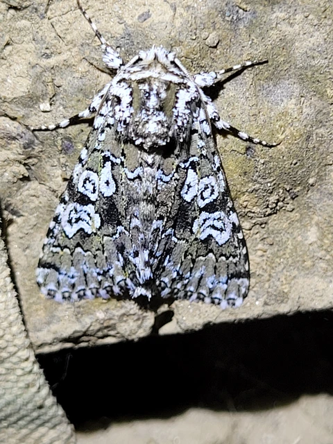 Lamprosticta culta - hármasfoltú bagoly
