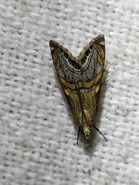 Euchromius bella - cifra mozaikmoly