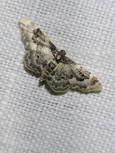 Idaea rusticata - tarka apróaraszoló