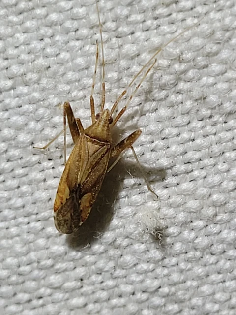 Phytocoris