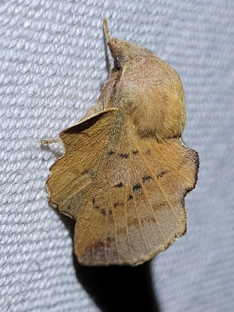 Phyllodesma tremulifolia - nyárlevélpohók