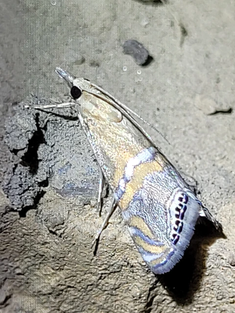 Euchromius bella - cifra mozaikmoly