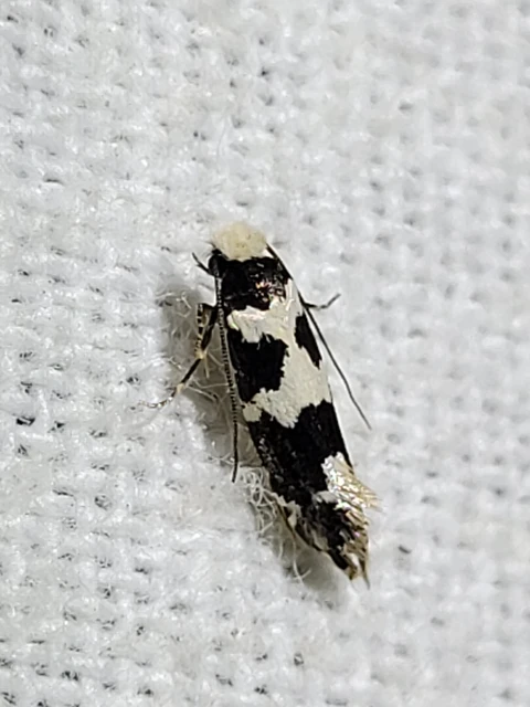 Neurothaumasia ankerella - magyarmoly