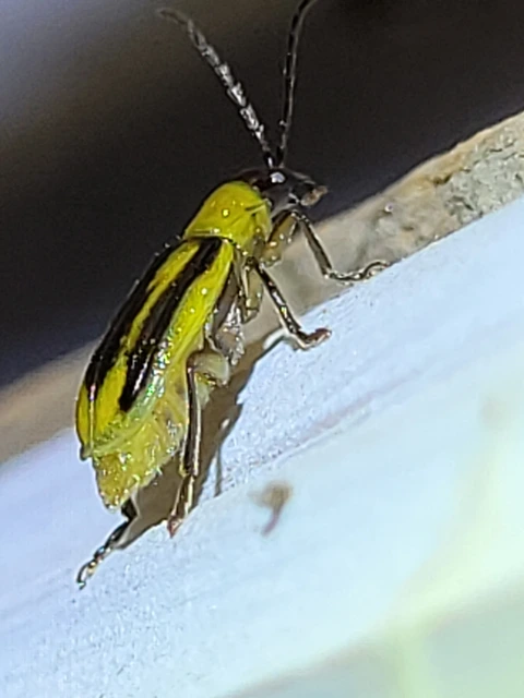 Diabrotica virgifera - amerikai kukoricabogár
