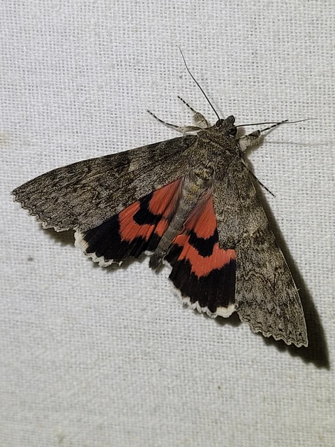 Catocala nupta - piros övesbagoly