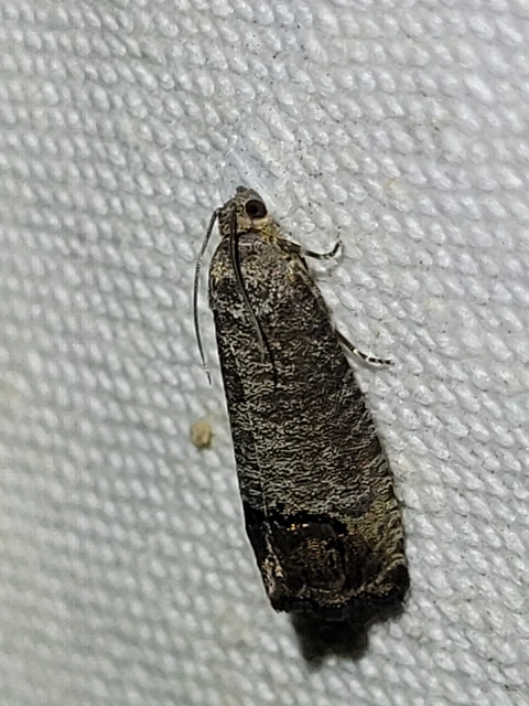 Cydia pomonella/pyrivora