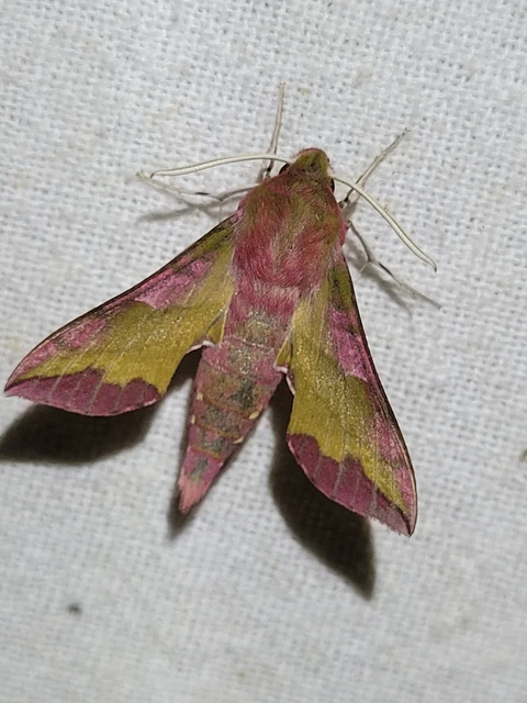 Deilephila porcellus - piros szender