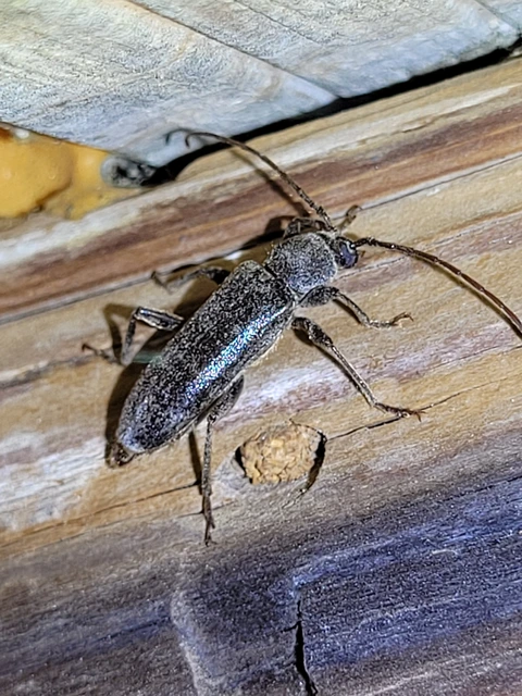 Trichoferus campestris - szállóvendég éjicincér