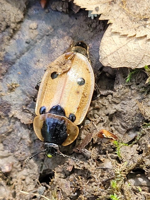 Dendroxena quadrimaculata - négypettyes dögbogár