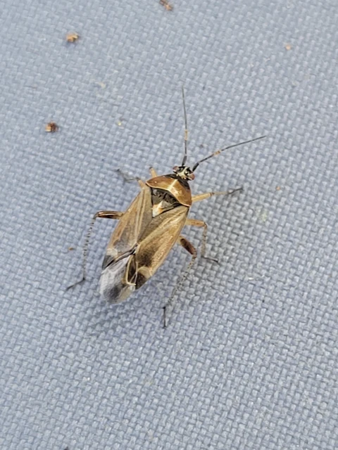Harpocera