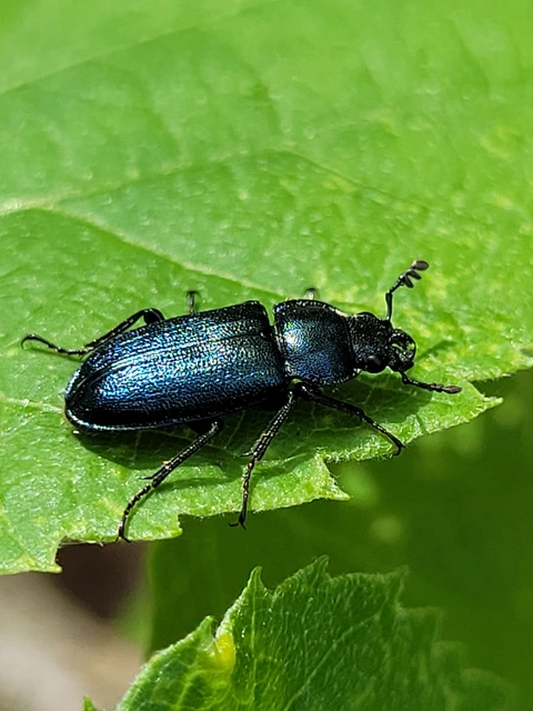 Platycerus caraboides - kis fémesszarvasbogár