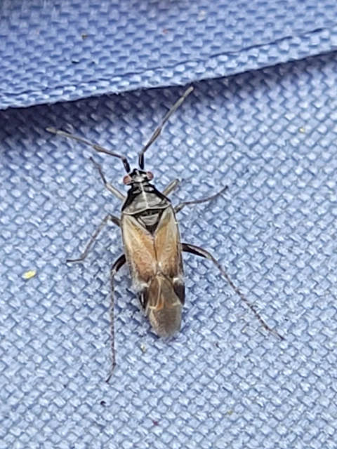Harpocera