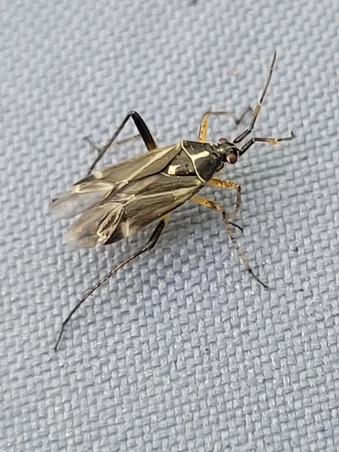Harpocera