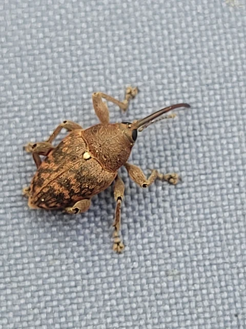 Curculio glandium - tölgymakkzsuzsóka
