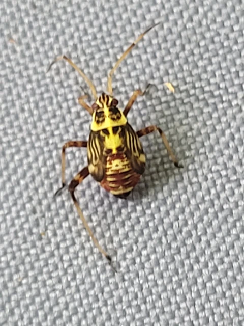 Rhabdomiris striatellus - zebra-mezeipoloska