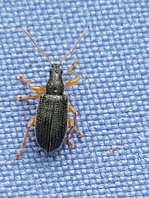 Phyllobius oblongus - közönséges levélormányos