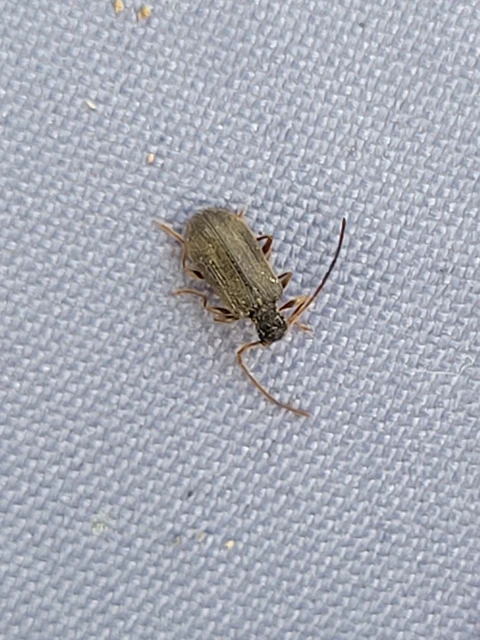Ptinus
