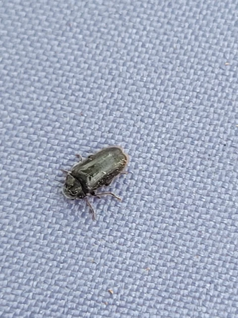 Hyperisus plumbeus - fémes álszú